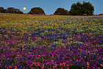 Texas Wildflowers Gallery - Spring 2010