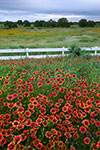 Dawn - Texas Wildflowers Landscape by Gary Regner