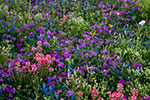 Springtime Bouquet - Texas Wildflowers by Gary Regner