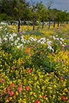 More and Moore Wildflowers - South Texas Wildflowers Landscape by Gary Regner