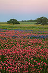 Nightfall - Texas Wildflowers, Paintbrush and Bluebonnets at Sunset by Gary Regner
