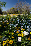 Alabaster and Gold - Texas Wildflowers, Prickly Poppies and Groundsel by Gary Regner