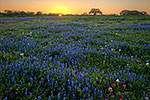 Le sacre du printemps - Texas Wildflowers, Bluebonnets at Sunset by Gary Regner