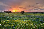 Spring Medley - Texas Wildflowers, Bluebonnets at Sunset by Gary Regner