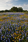 Blue and Gold - Texas Wildflowers, Bluebonnets by Gary Regner