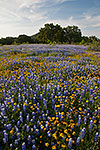 Blue and Gold - Texas Wildflowers, Bluebonnets by Gary Regner