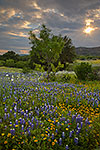 Breaking Through - Texas Wildflowers, Bluebonnets by Gary Regner