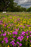 Wilson County Wildflowers- South Texas Wildflowers, Phlox and Bladderpod by Gary Regner
