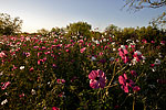 Rose Poppy - Texas Wildflowers, Prickly Poppies by Gary Regner