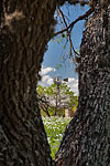 Window - Texas Wildflowers, Prickly Poppies by Gary Regner