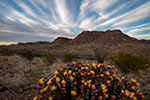 Long-spined Prickly Pear - Texas Wildflowers, Big Bend Cactus Sunset by Gary Regner