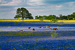 Texas Wildflowers Gallery - Spring 2019