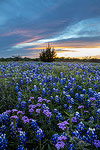 Verbena Sunset - Texas Wildflower Sunset Landscape, Verbena and Bluebonnets by Gary Regner