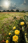 Cactus Blossoms - Texas Wildflower Sunset Landscape, Prickly Pear Cacti by Gary Regner