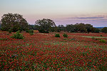 Prairie Fire - Texas Wildflowers, Firewheels Sunset Landscape by Gary Regner