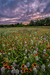 The Right Light - Texas Wildflowers Sunset Landscape, Horsemint and Firewheels by Gary Regner