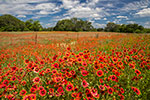 Firewheels - Texas Wildflowers Landscape, Indian Blankets, Hill Country, Llano County by Gary Regner