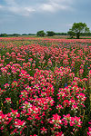 Pump Jack - Texas Wildflowers, Paintbrush and Oil Well by Gary Regner