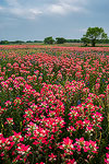 Pump Jack - Texas Wildflowers, Paintbrush and Oil Well by Gary Regner