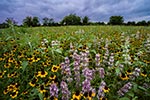 May Flowers - Texas Wildflowers Landscape, Bluebonnets and Horses by Gary Regner