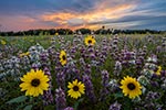 Mosquitoes, Chiggers and Ticks, Oh My! - Texas Wildflowers Landscape, Bluebonnets by Gary Regner