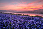 Texas Wildflowers Gallery - Spring 2014