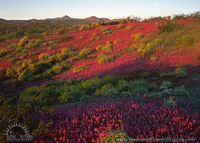 Owl Clover - Arizona Wildflowers, Sonoran Desert