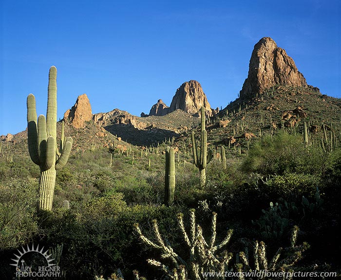 Saguaro - Arizona Landscape