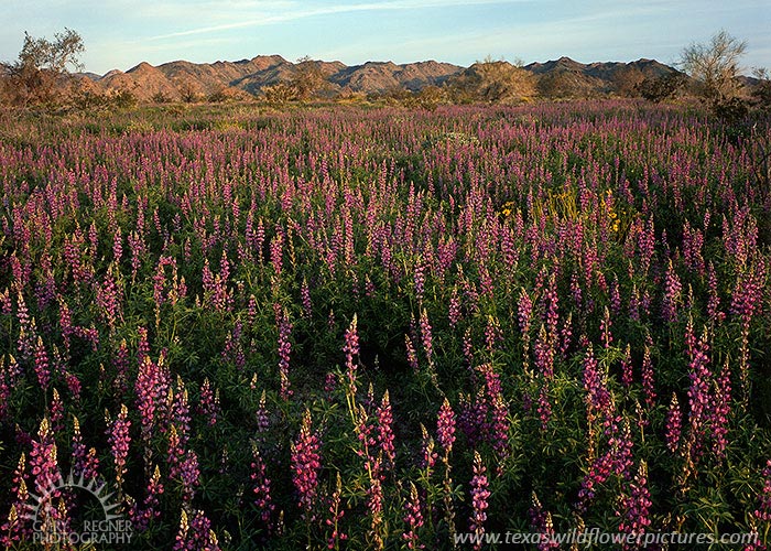 Joshua Tree Lupines - California Wildflowers