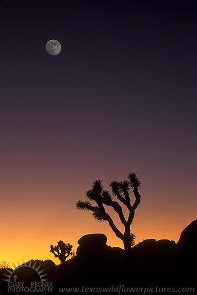 Joshua Tree