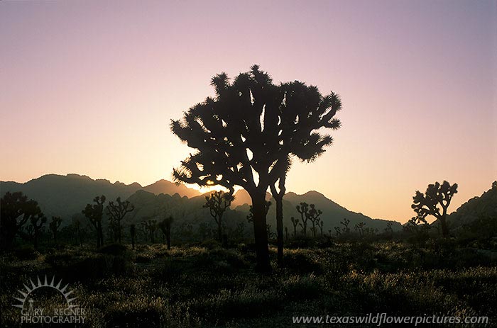 Joshua Tree II