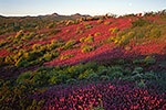 Owl Clover - Wildflower Landscape by Gary Regner