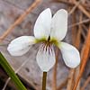 Texas wildflower - Bog White Violet (Viola lanceolata)