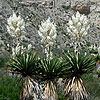 Texas wildflower - Giant Dagger Yucca (Yucca carnerosana)