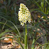 Texas wildflower - Death Camas (Zigadenus Nuttallii)