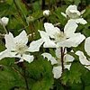 Texas wildflower - Dewberry (Rubus trivialis)