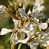 Texas wildflower - Garden Rocket (Eruca vesicaria)