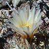 Texas wildflower - Warnock's Fishhook Cactus (Echinocactus warnockii)