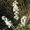 Texas wildflower - White Aster (Aster ericoides)