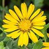 Texas wildflower - Littlehead Gumweed (Grindelia microcephala)