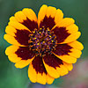 Texas wildflower - Burridge Green-thread (Thelesperma burridgeanum)