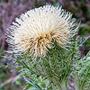 Texas wildflower - Yellow Thistle (Cirsium horridulum)