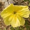 Texas wildflower - Beach Evening Primrose (Oenothera drummondii)