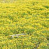 Texas wildflower - Bitterweed (Helenium sp.)