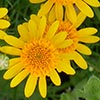 Texas wildflower - Bristle-Leaf Dyssodia (Dyssodia tenuiloba)