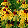Texas wildflower - Brown Bitterweed (Helenium badium)