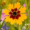 Texas wildflower - Golden-wave (Coreopsis basalis)