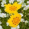 Texas wildflower - Crown Tickseed