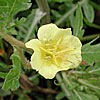 Texas wildflower - Cut-Leaf Evening Primrose (Oenothera laciniata)