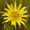 Texas wildflower - Goatsbeard (Tragopogon major)